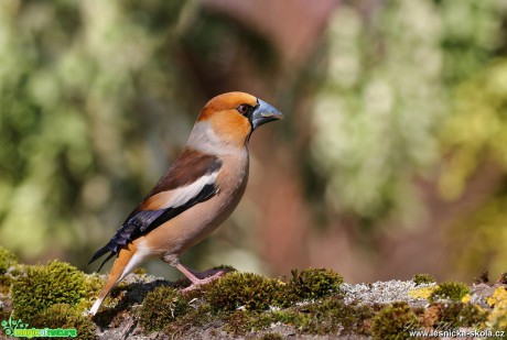 Dlask tlustozobý - Coccothraustes coccothraustes - Foto Irena Wenischová 0319