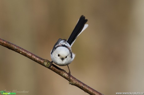 Mlynařík dlouhoocasý - Aegithalos caudatus - Foto Irena Wenischová 0319