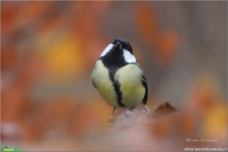 Sýkora koňadra - Parus major - Foto Monika Suržinová 0319 (1)