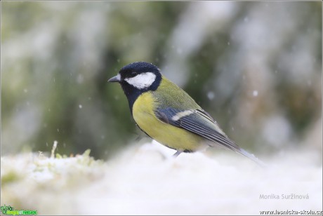 Sýkora koňadra - Parus major - Foto Monika Suržinová 0319 (2)