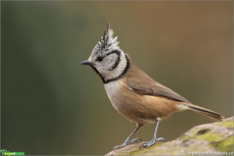 Sýkora parukářka - Lophophanes cristatus - Foto Monika Suržinová 0319