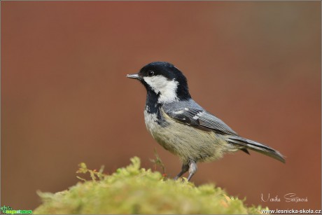 Sýkora uhelníček - Periparus ater - Foto Monika Suržinová 0319