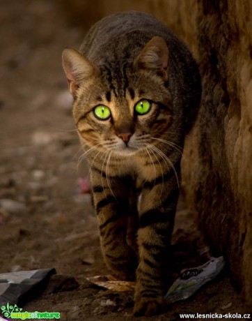 Posvátná núbijská kočka - Foto Ladislav Hanousek 0319