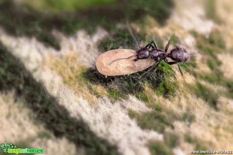 Mravenčí svět - Foto Jana Vondráčková 0319