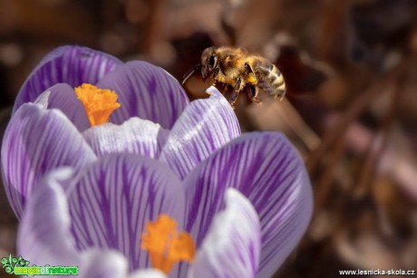 První z včelek - Foto Jana Vondráčková 0319