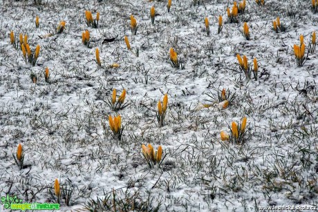 Poslové jara - Foto Pavel Ulrych 0319