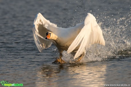 Labuť velká - Cygnus olor - Lobendava - Foto Zbyněk Tomek 0319 (2)