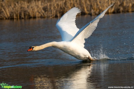 Labuť velká - Cygnus olor - Lobendava - Foto Zbyněk Tomek 0319 (5)