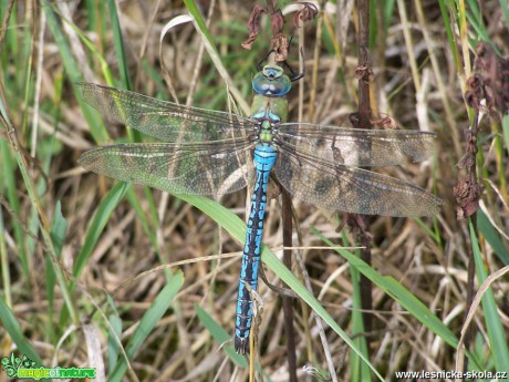 Šídlo královské - Anax imperator - Foto Marie Žďánská 0319