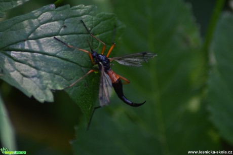 Tiplice tmavá - Tanyptera atrata - Foto Marie Žďánská 0319