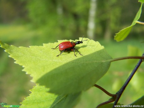 Zobonoska lísková - Apoderus coryli - Foto Marie Žďánská