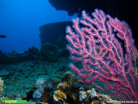 Podmořský svět Rudého moře - Foto Tomáš Kunze 0319 (2)