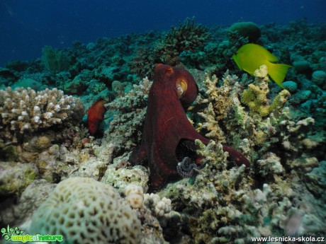 Podmořský svět Rudého moře - Foto Tomáš Kunze 0319 (3)