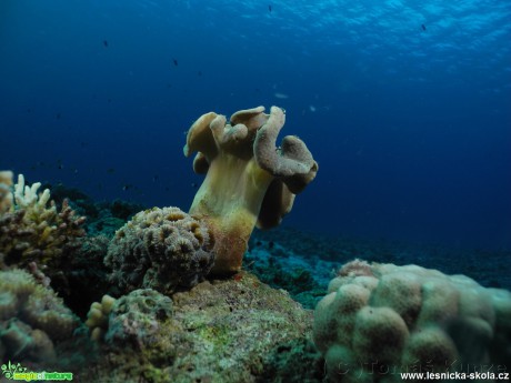 Podmořský svět Rudého moře - Foto Tomáš Kunze 0319 (4)