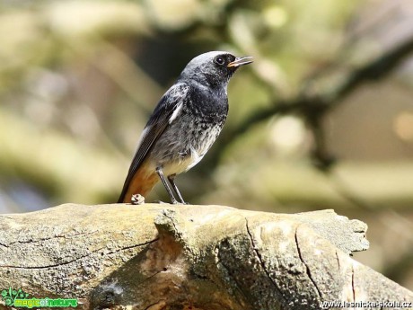 Rehek - Phoenicurus ochruros - Foto Pavel Balazka 0419