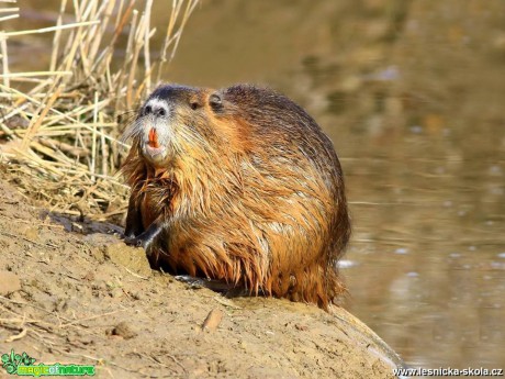 Nutrie říční - Myocastor coypus - Foto Pavel Balazka 0419 (1)