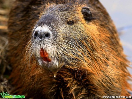 Nutrie říční - Myocastor coypus - Foto Pavel Balazka 0419 (5)