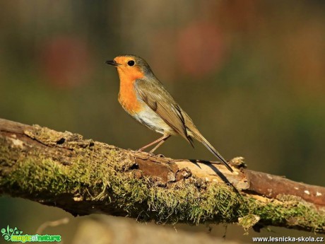 Červenka obecná - Erithacus rubecula - Foto Pavel Balazka 0419