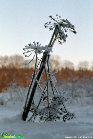 V ledovém hávu - Foto Angelika Špicarová