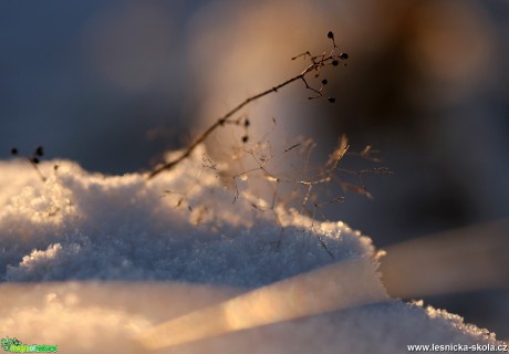 Zimní slunění - Foto Angelika Špicarová