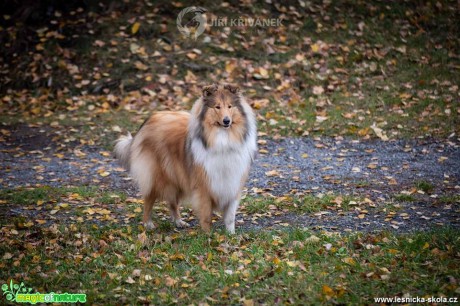 Psí fotohrátky - Foto Jiří Křivánek 0419 (1)