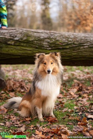 Psí fotohrátky - Foto Jiří Křivánek 0419 (9)