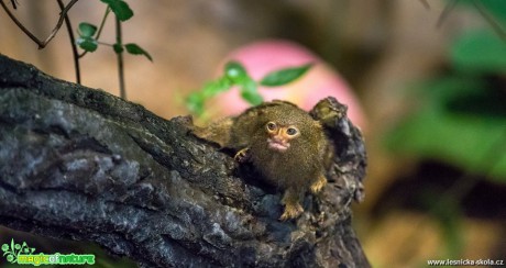 V ZOO Hluboká - Foto Ladislav Hanousek 0419 (1)