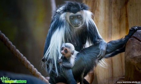 V ZOO Hluboká - Foto Ladislav Hanousek 0419 (4)