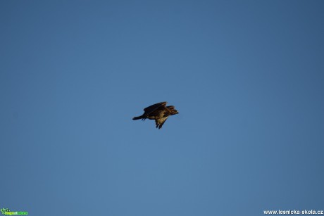 Káně lesní - Buteo buteo - - fáze letu - Foto Marie Žďánská (1)