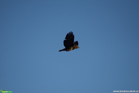 Káně lesní - Buteo buteo - - fáze letu - Foto Marie Žďánská (2)