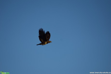 Káně lesní - Buteo buteo - - fáze letu - Foto Marie Žďánská (4)