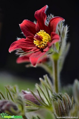 Jarní květy - Foto Marie Vykydalová 0419 (1)