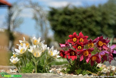 Jarní květy - Foto Marie Vykydalová 0419 (5)