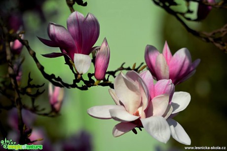 Jarní květy - Foto Marie Vykydalová 0419 (7)