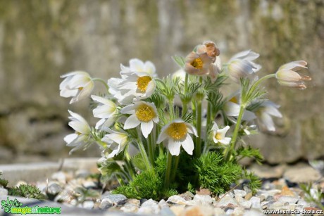 Jarní květy - Foto Marie Vykydalová 0419 (8)