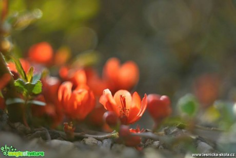 Jarní květy - Foto Marie Vykydalová 0419 (9)