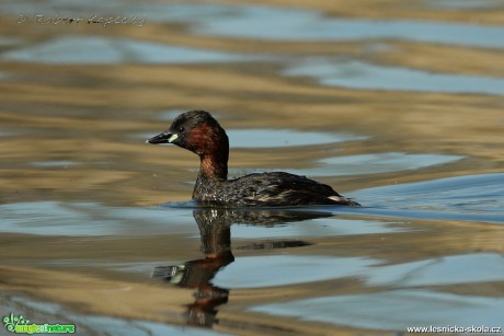 Potápka malá - Tachybaptus ruficollis - Foto Robert Kopecký 0219