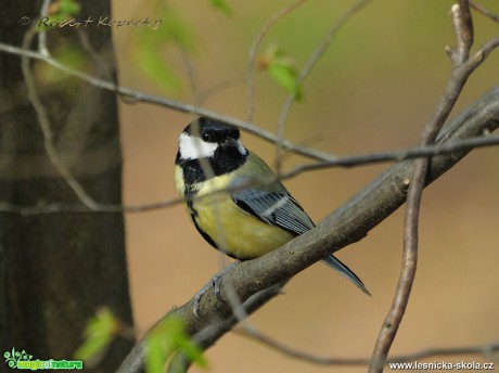 Sýkora koňadra - Parus major - Foto Robert Kopecký 0219