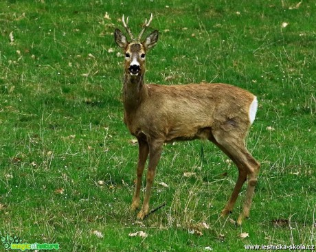 Srnec obecný - Capreolus capreolus - Foto Pavel Balazka 0519