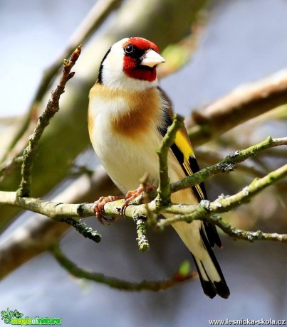 Stehlík obecný - Carduelis carduelis - Foto Pavel Balazka 0519