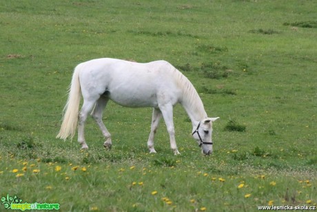 Na pastvě - Foto Ladislav Jonák 0519 (2)