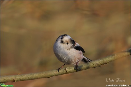 Mlynařík dlouhoocasý - Aegithalos caudatus - Foto Monika Suržinová 0519