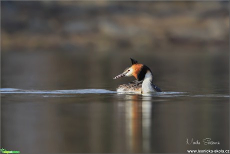 Potápka roháč - Podiceps cristatus - Foto Monika Suržinová 0519 (2)