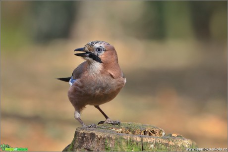 Sojka obecná - Garrulus glandarius - Foto Monika Suržinová 0519 (1)