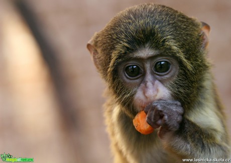 ZOO Ústí nad Labem - Kočkodan Brazzův - Foto Angelika Špicarová 0519