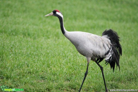 Jeřáb popelavý - Grus grus - Foto František Novotný 0519 (1)