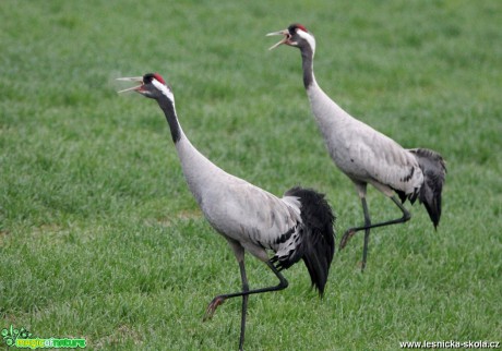 Jeřáb popelavý - Grus grus - Foto František Novotný 0519 (3)