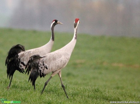 Jeřáb popelavý - Grus grus - Foto František Novotný 0519 (4)