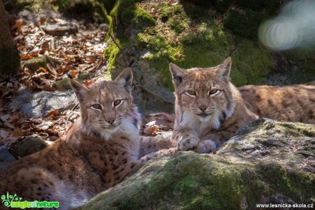 Rysi - Bavorský les - Šumava - Foto Ladislav Hanousek 0519