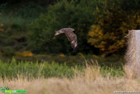 Káně lesní - Foto Zbyněk Tomek 0519